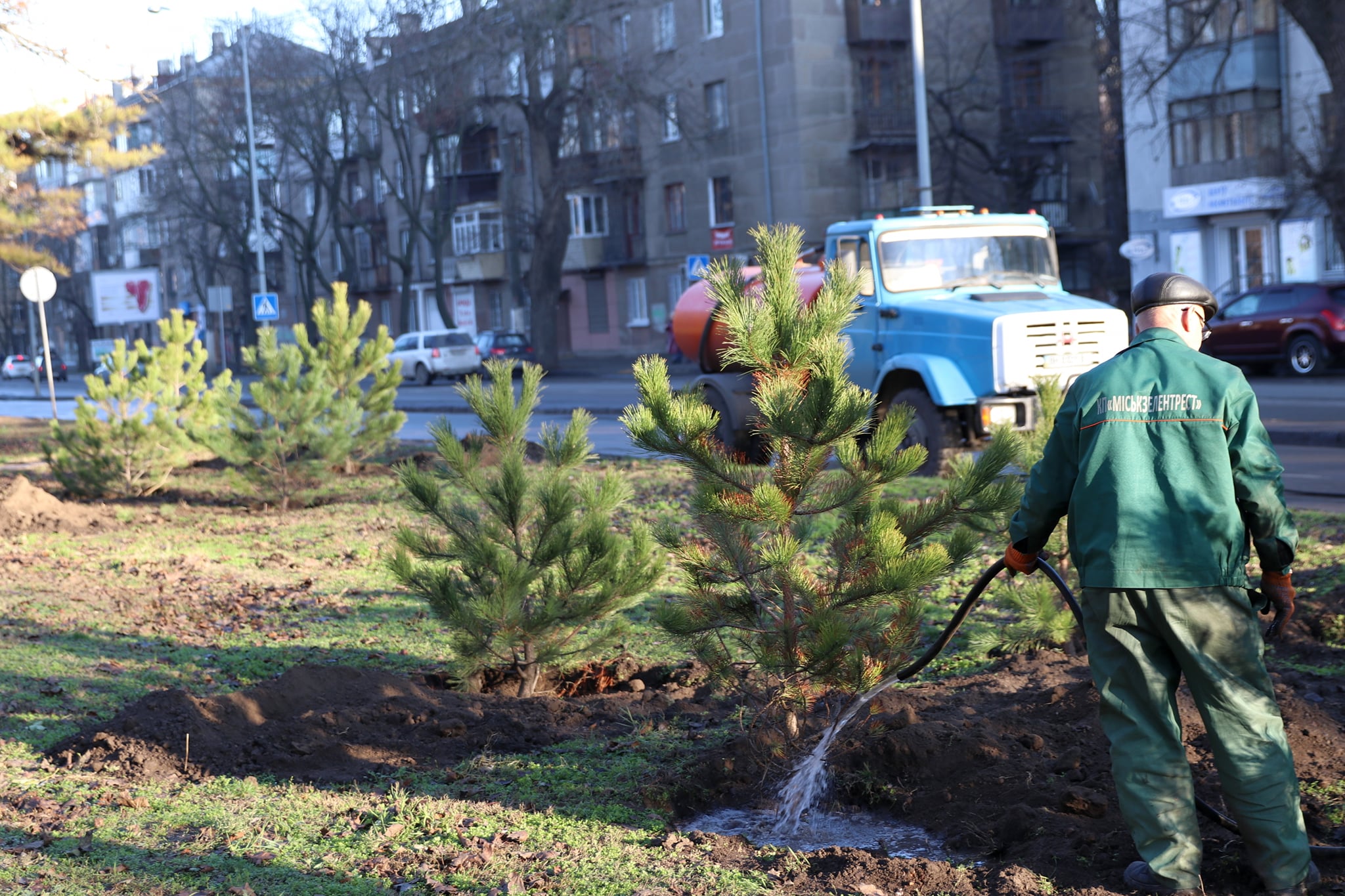 Высадка деревьев на проспекте Гагарина. Фото: "Горзелентрест"