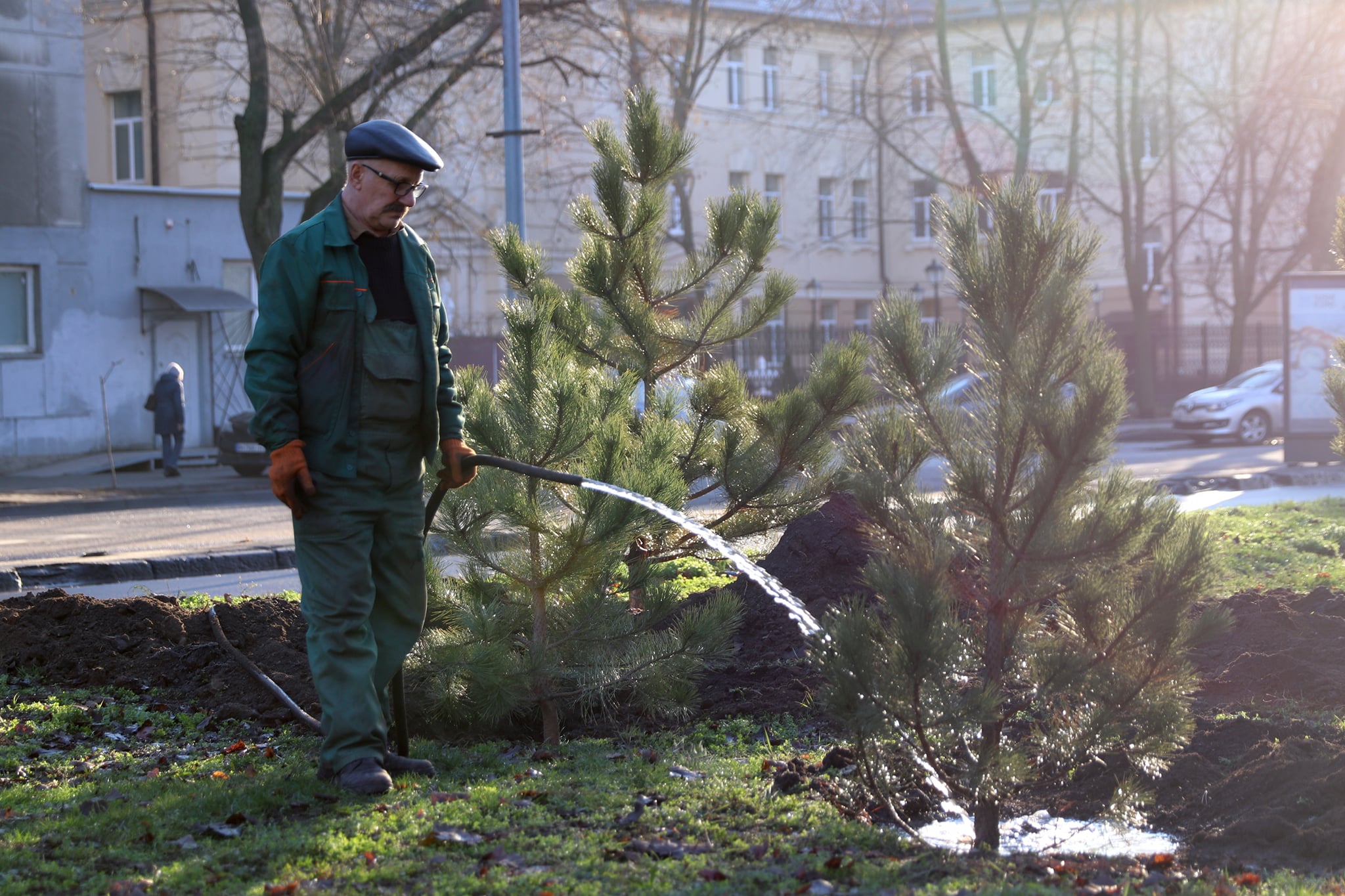 Высадка деревьев на проспекте Гагарина. Фото: "Горзелентрест"