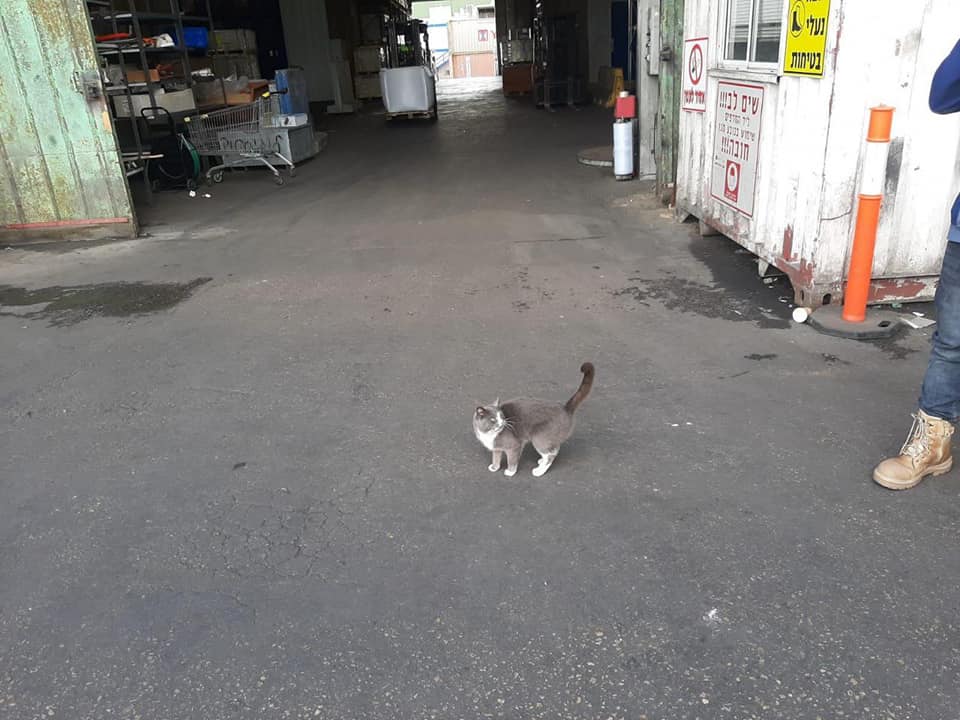 Одесская кошка добралась до Израиля. Фото: Star Shine Shipping LTD