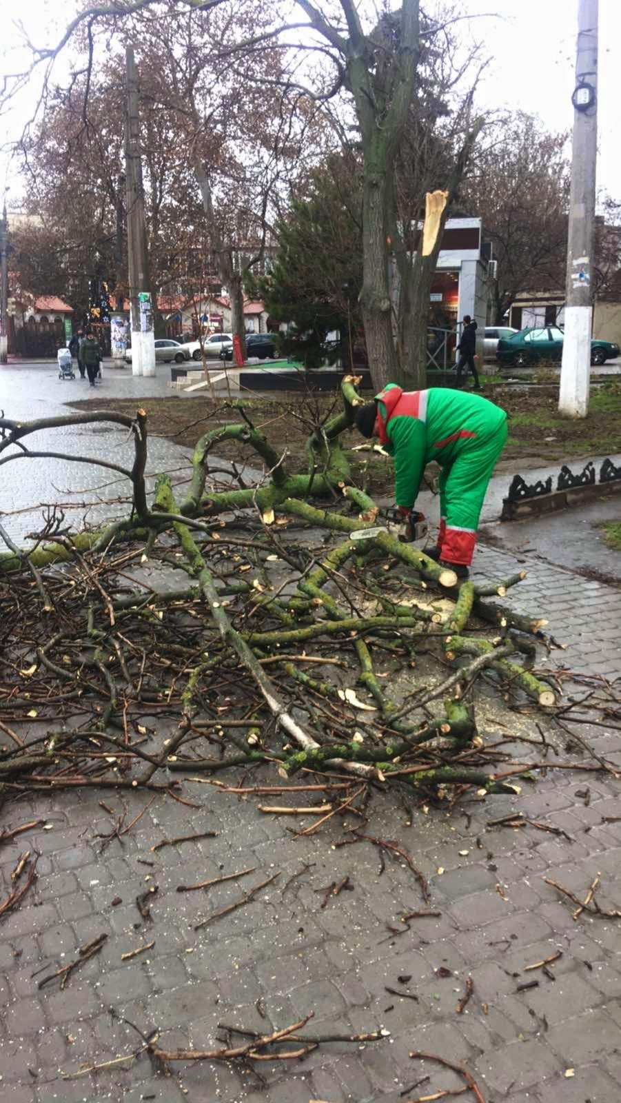 В Одессе от ветра упали ветки. Фото: «Горзелентрест»