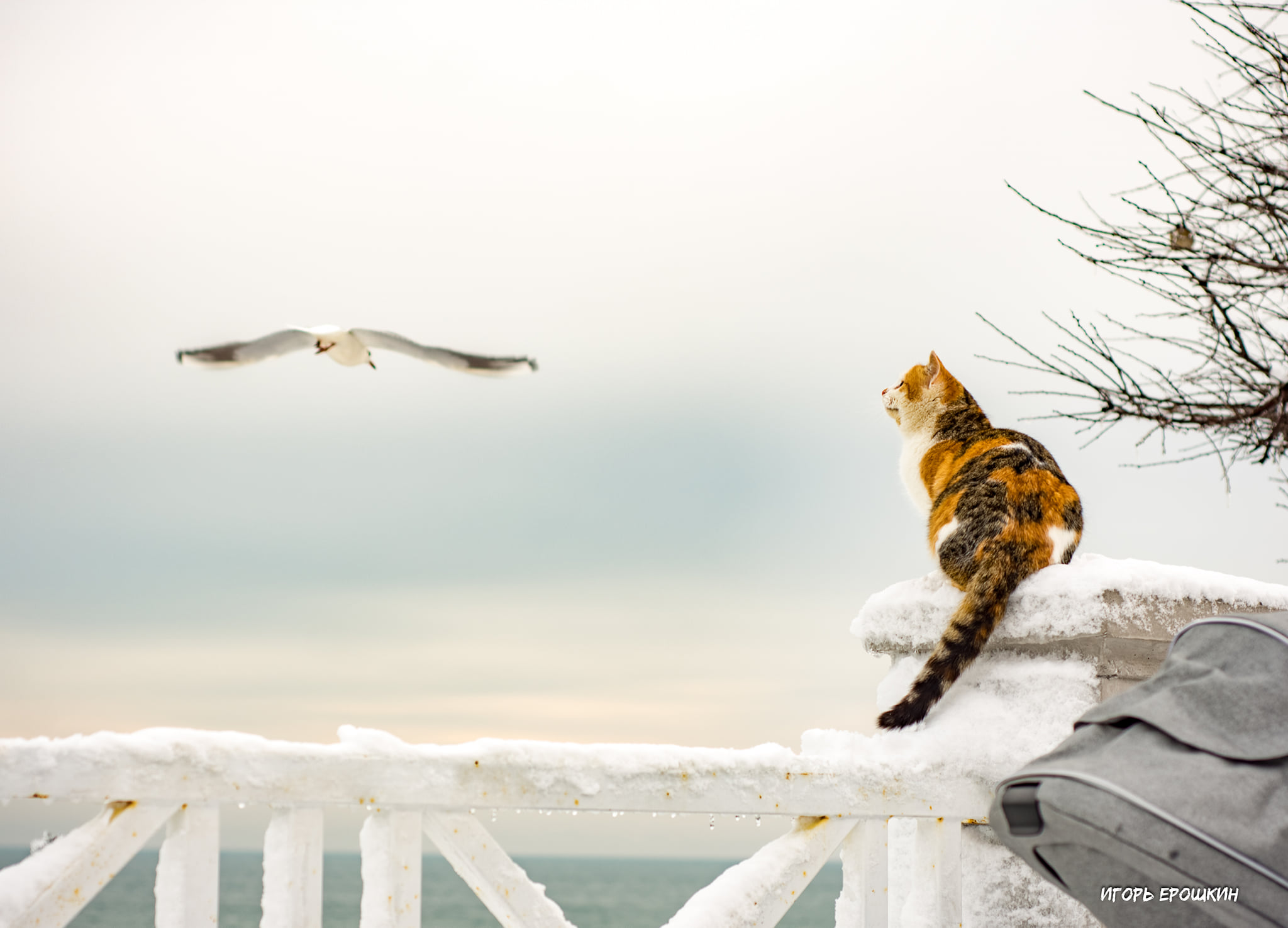 Кот и чайки в Одессе. Фото: Игорь Ерошкин