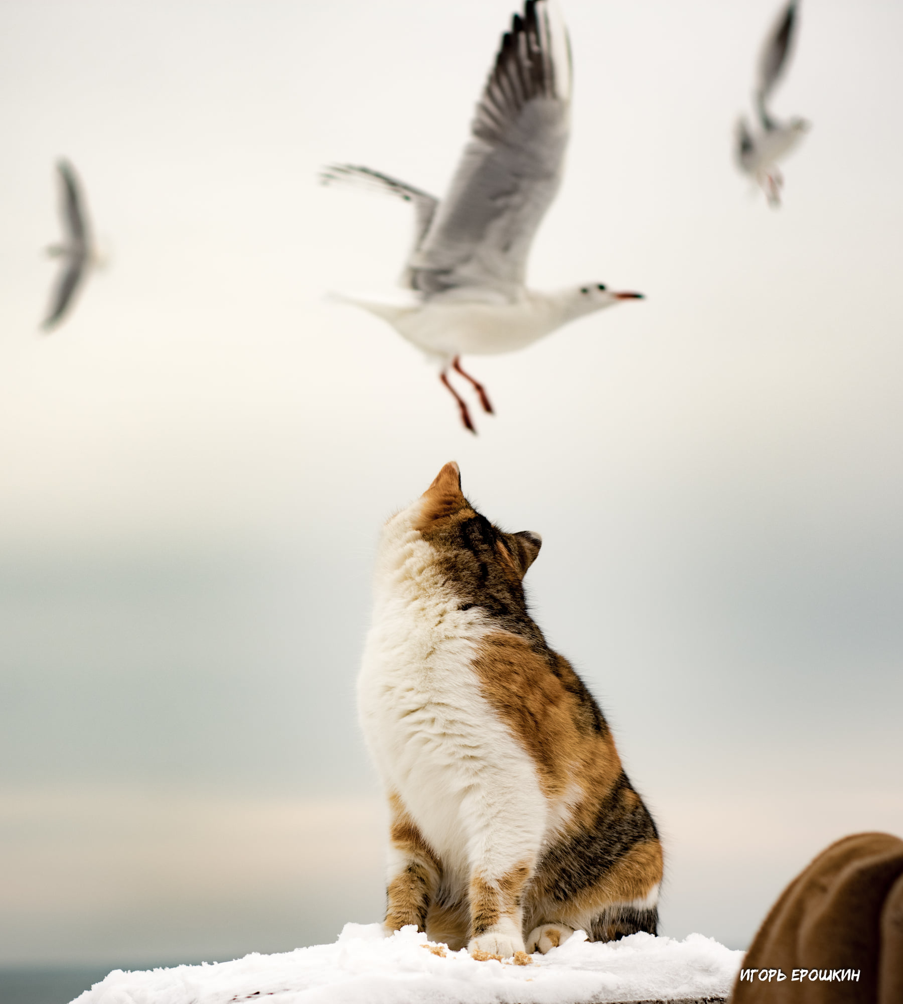 Кот и чайки в Одессе. Фото: Игорь Ерошкин