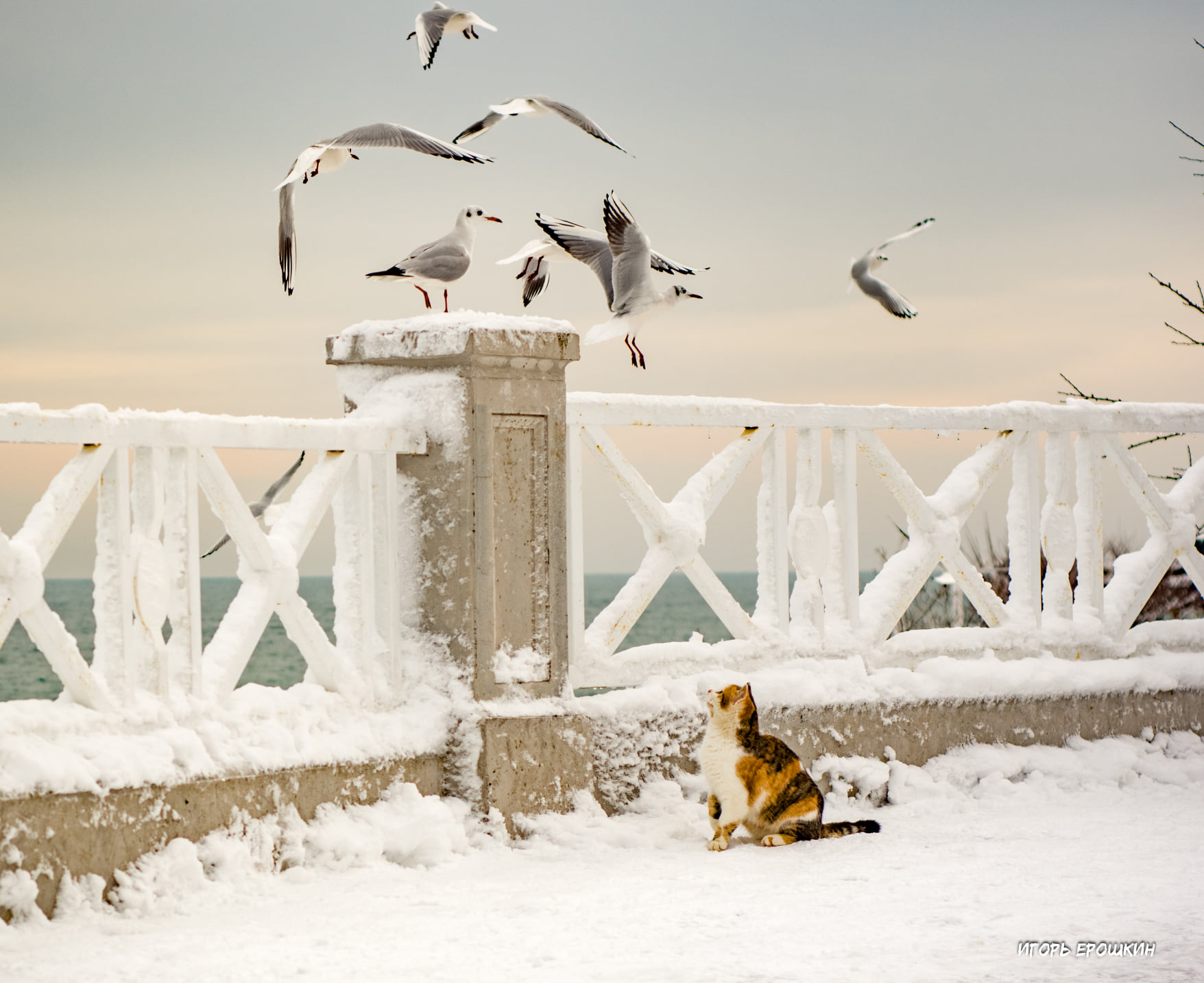 Кот и чайки в Одессе. Фото: Игорь Ерошкин