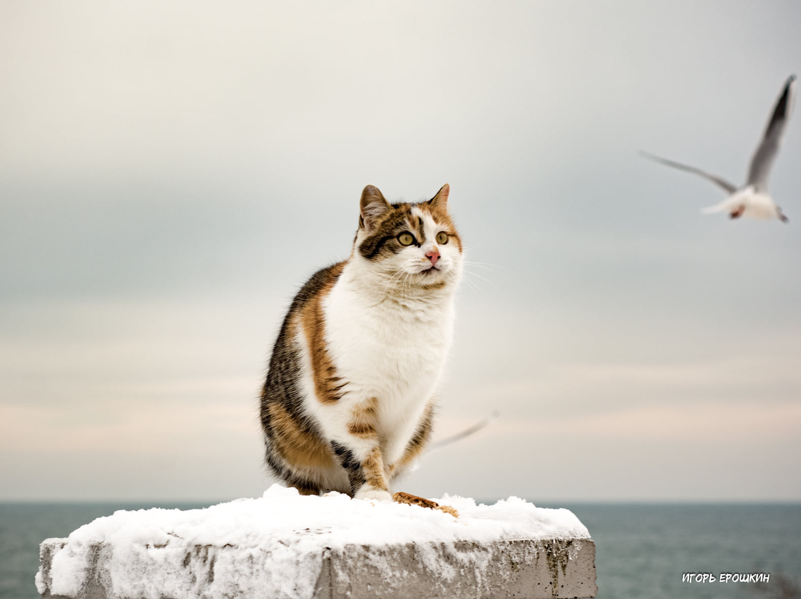 Кот и чайки в Одессе. Фото: Игорь Ерошкин