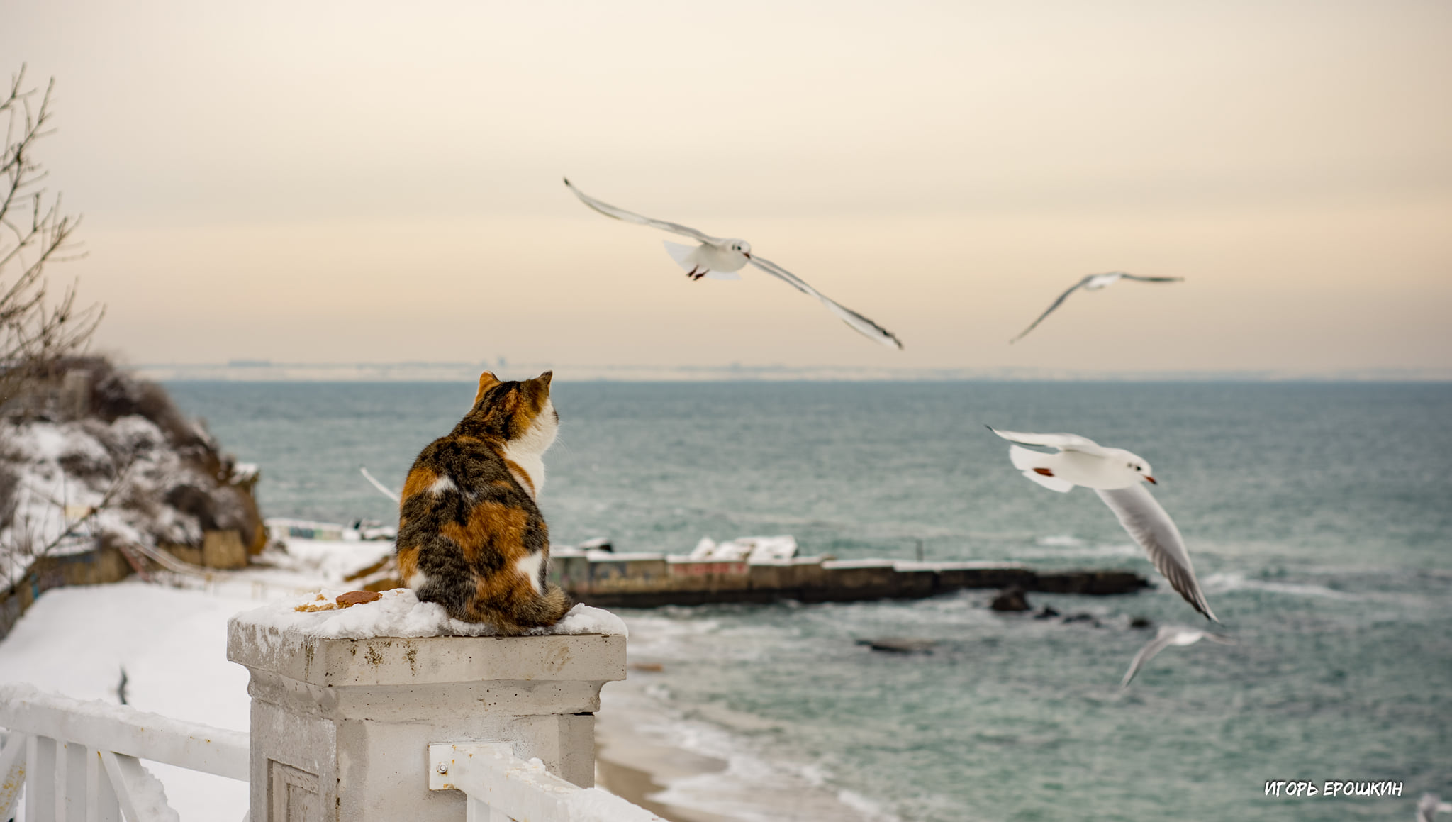 Кот и чайки в Одессе. Фото: Игорь Ерошкин