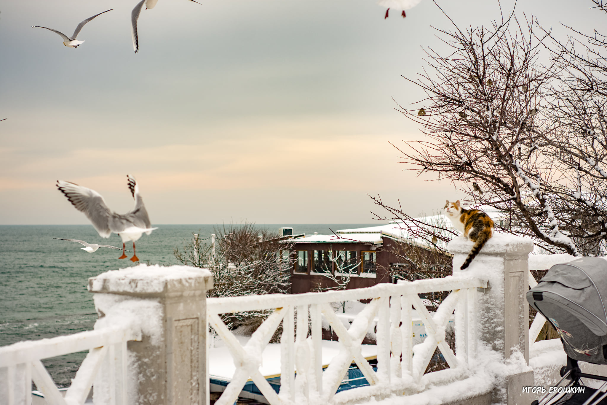 Кот и чайки в Одессе. Фото: Игорь Ерошкин
