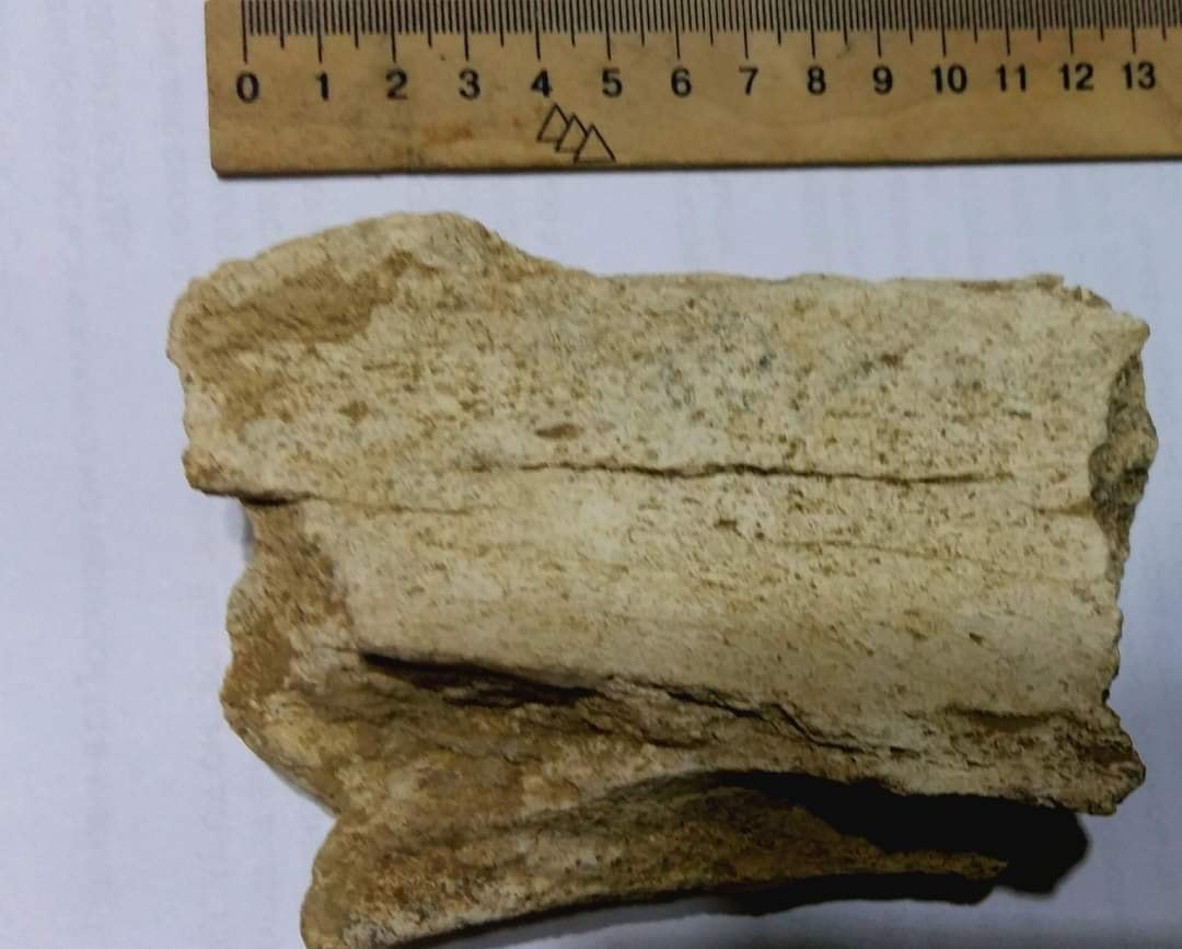 Найденная кость. Фото: Иван Русев