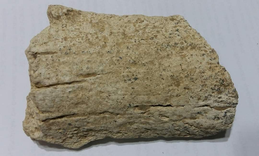 Найденная кость. Фото: Иван Русев