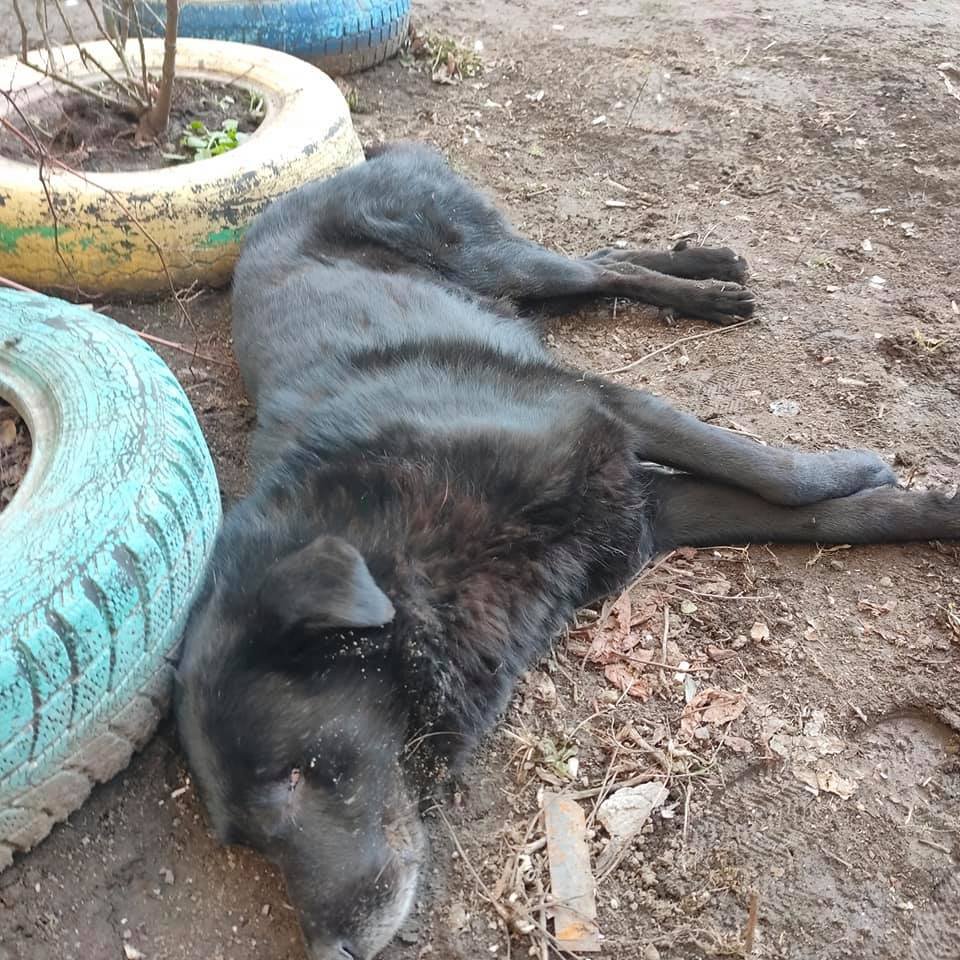 В Одессе собака упала с балкона третьего этажа. Фото: "Законы природы"