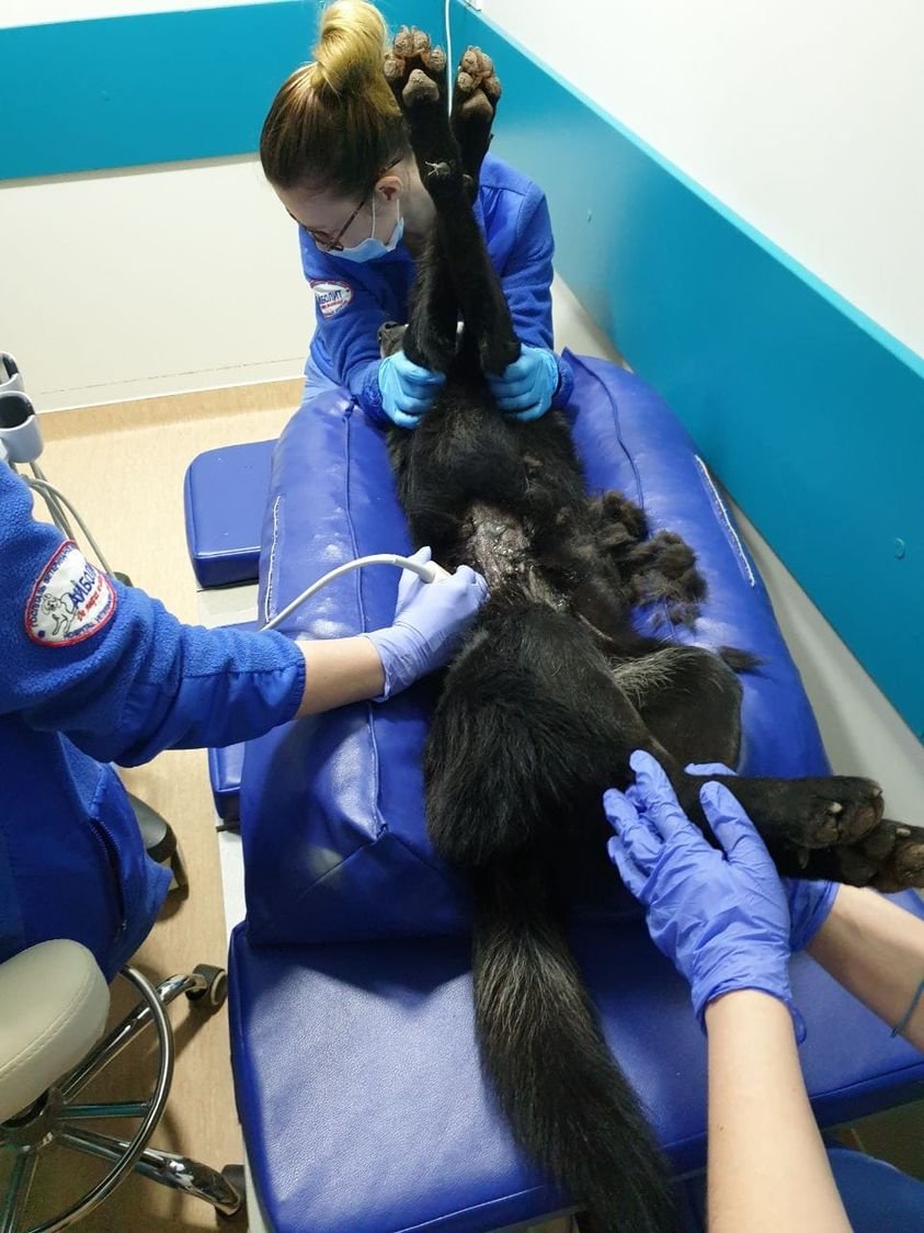 В Одессе собака упала с балкона третьего этажа. Фото: "Законы природы"