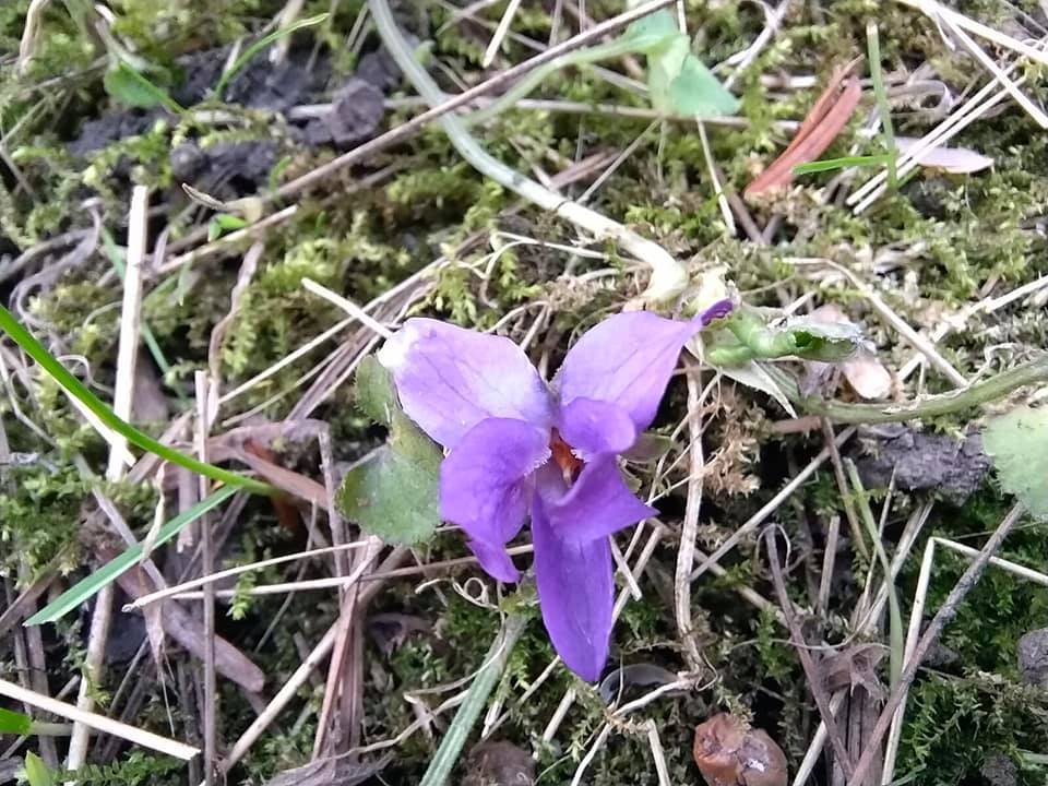 Март в ботаническом саду. Фото со страницы учреждения в Facebook