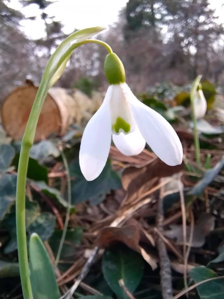 Март в ботаническом саду. Фото со страницы учреждения в Facebook