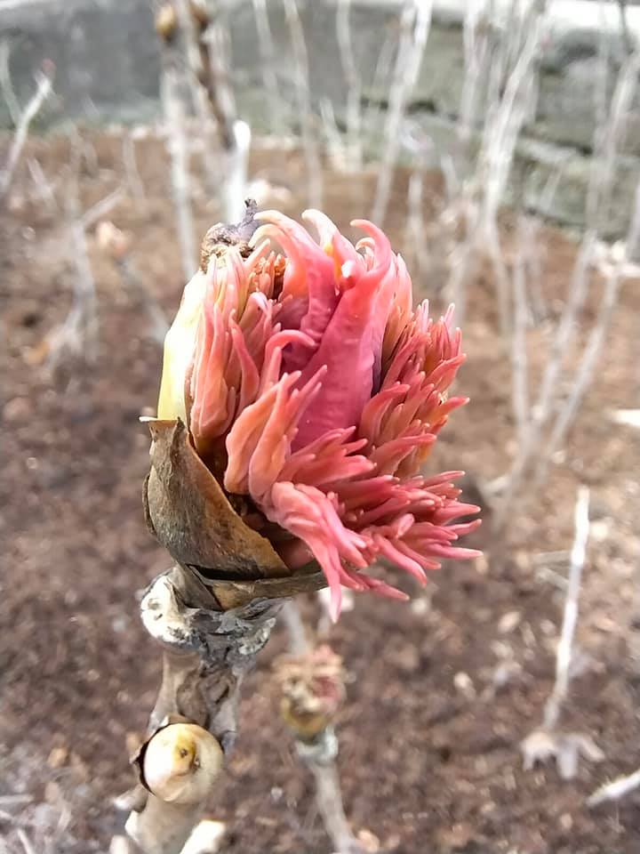 Март в ботаническом саду. Фото со страницы учреждения в Facebook