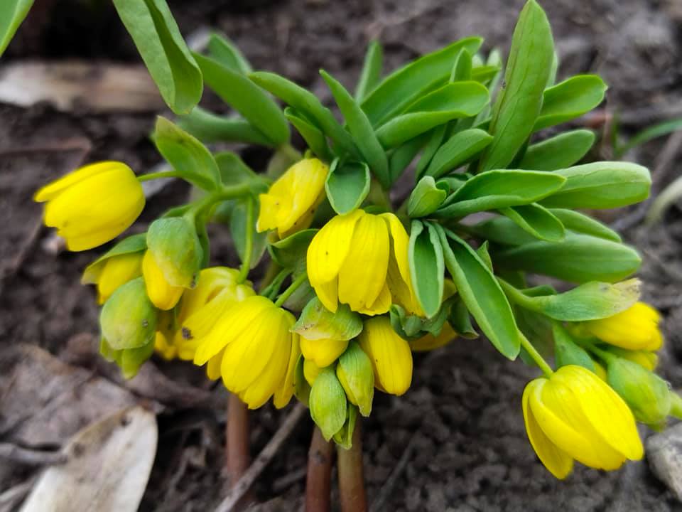 Март в ботаническом саду. Фото со страницы учреждения в Facebook