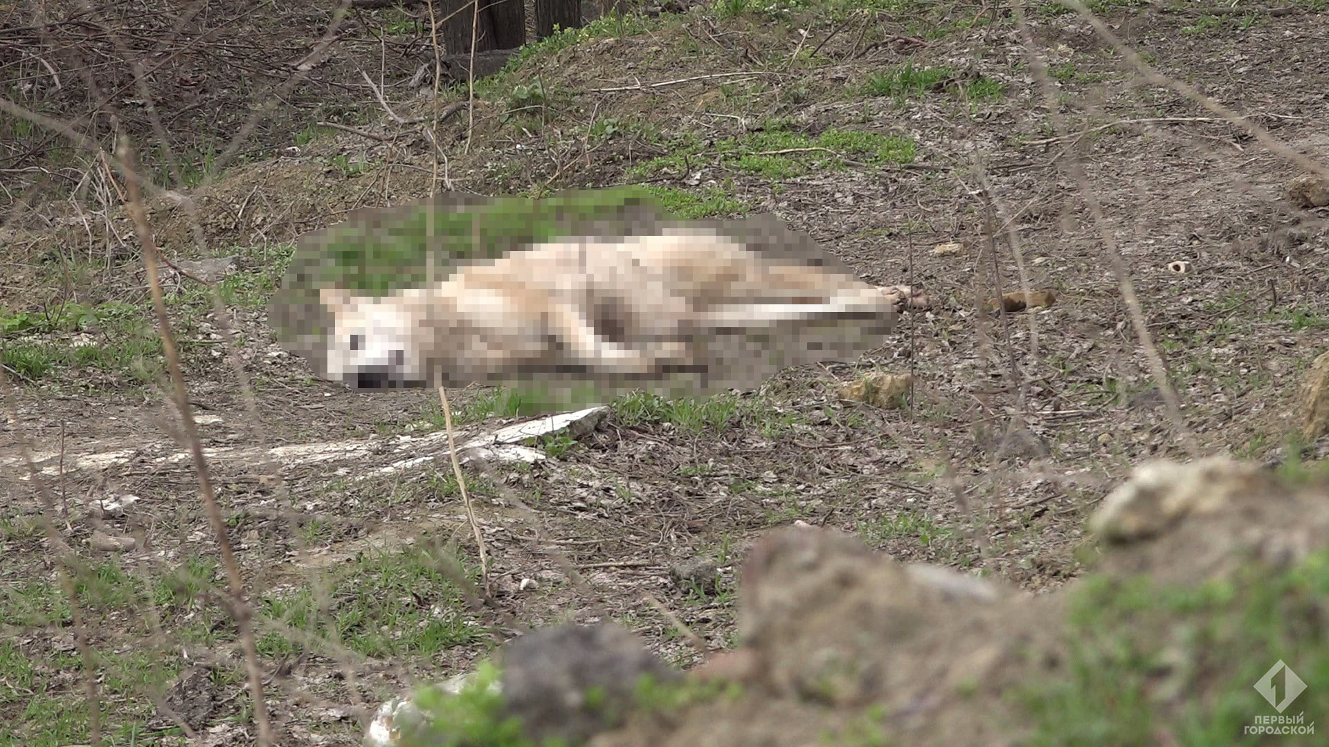 В Греческом парке потравили собак. Фото: Первый городской