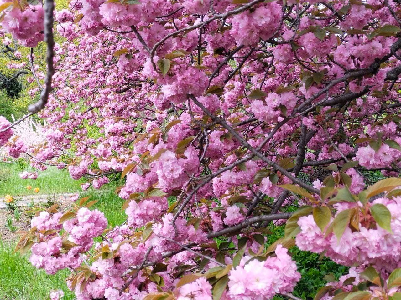 Цветение сакуры в Одессе. Фото Ботанического сада