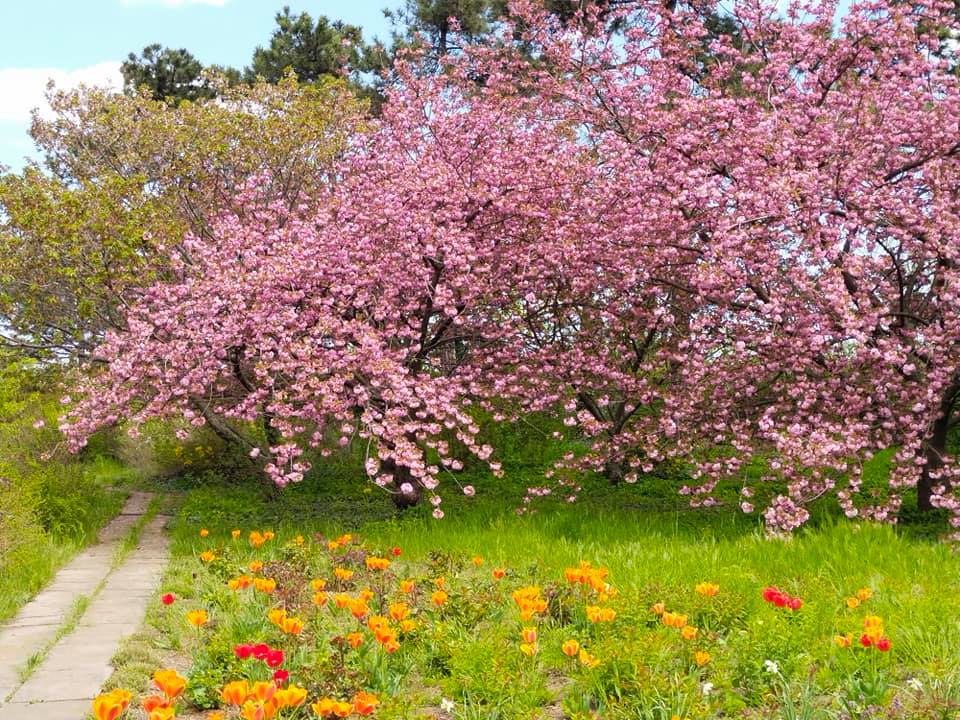 Цветение сакуры в Одессе. Фото Ботанического сада