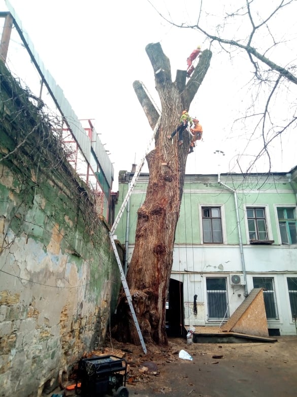 Пушкинский тополь. Фото: Александр Бабич
