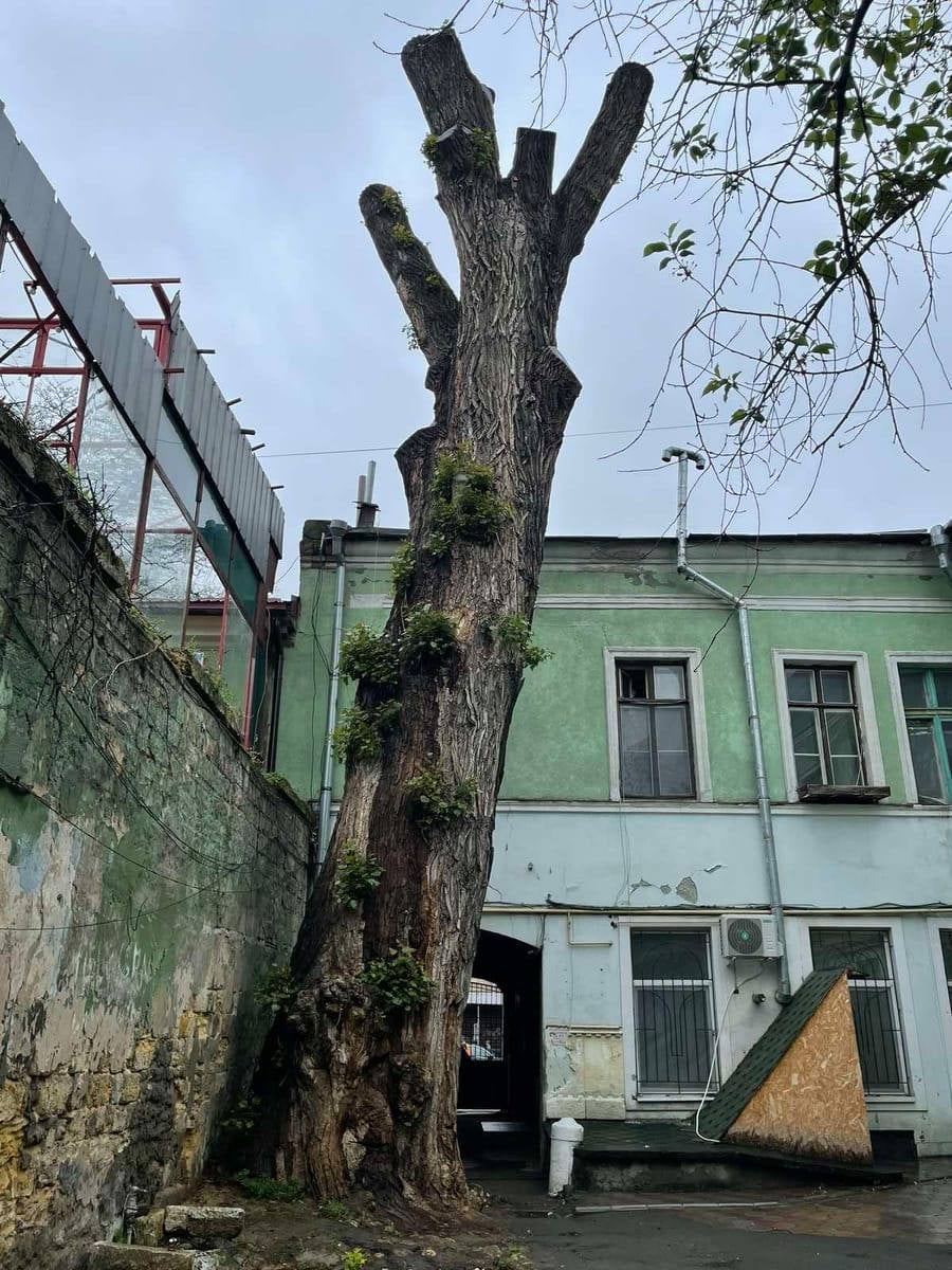 Пушкинский тополь. Фото: Александр Бабич