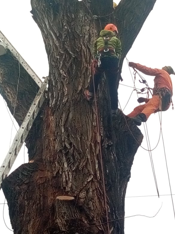 Пушкинский тополь. Фото: Александр Бабич