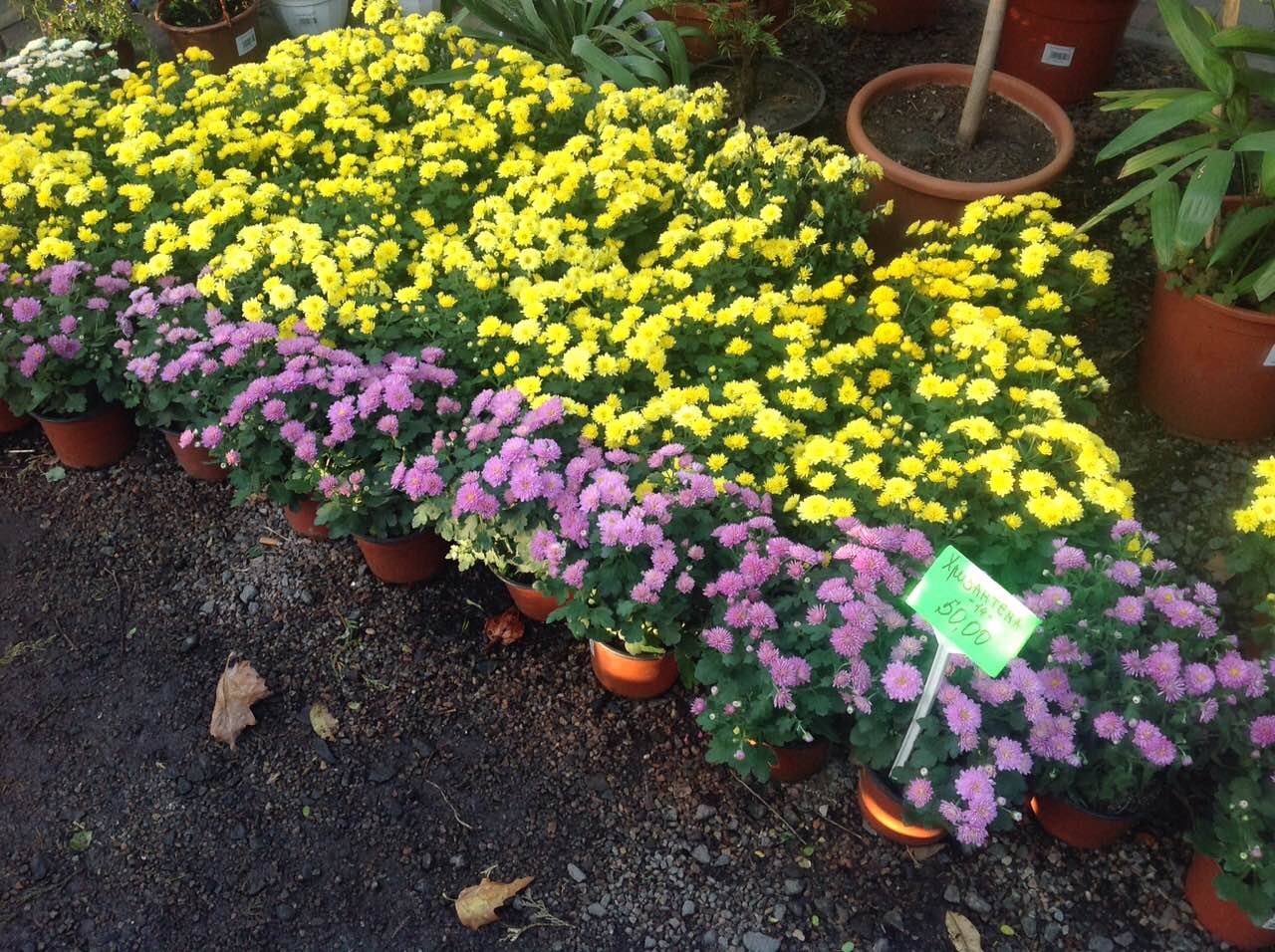 ЗЕМЛЯ Х Фото: 2ГИС