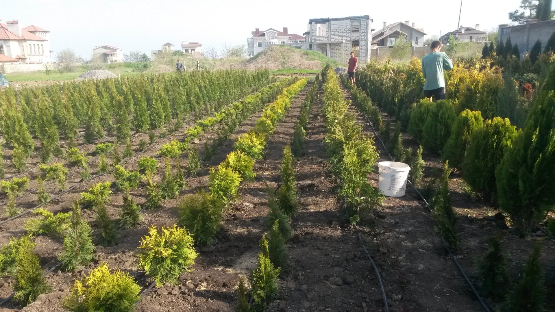 Сады Ривьеры.