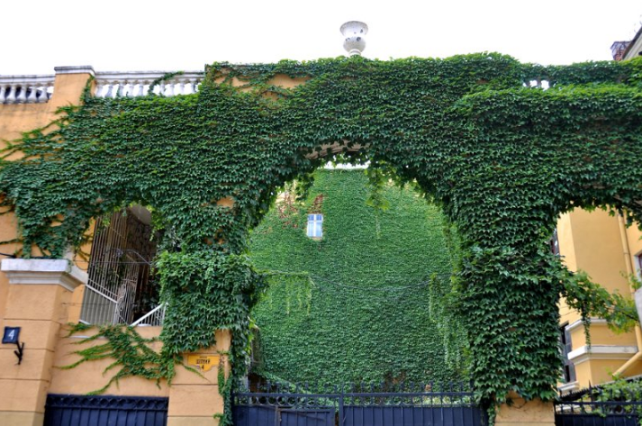 В Одессе есть красивый зеленый дворик. Фото с одесского форума