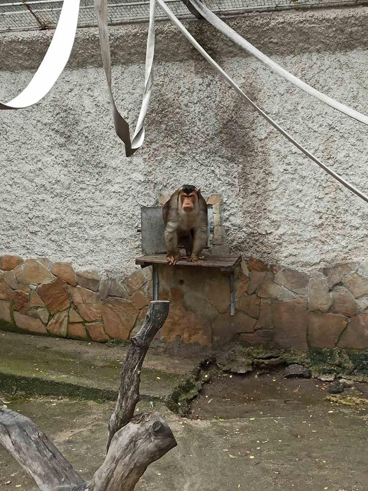 Новые обезьяны в Одесском зоопарке. Фото: Игорь Беляков