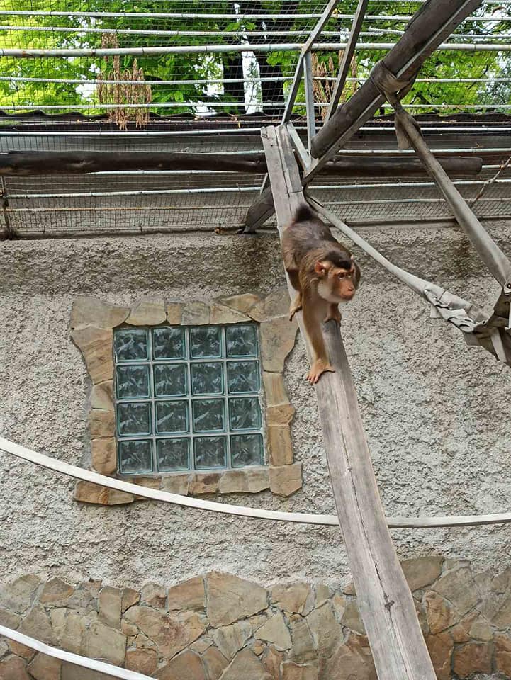 Новые обезьяны в Одесском зоопарке. Фото: Игорь Беляков