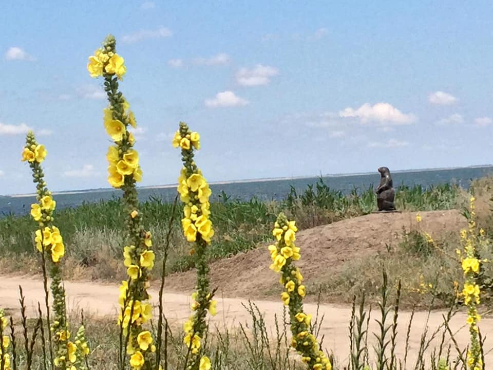 В Тузловских лиманах появилась новая достопримечательность. Фото: Тузловские лиманы 