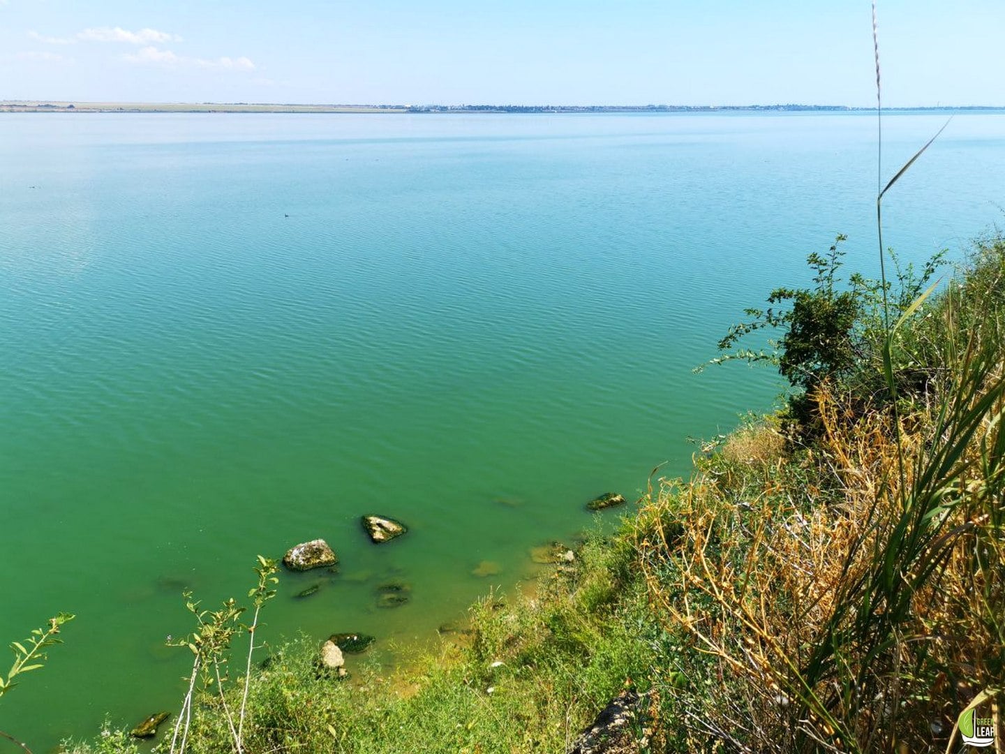 Мор рыбы на Хаджибейском лимане. Фото: Владислав Балинский 
