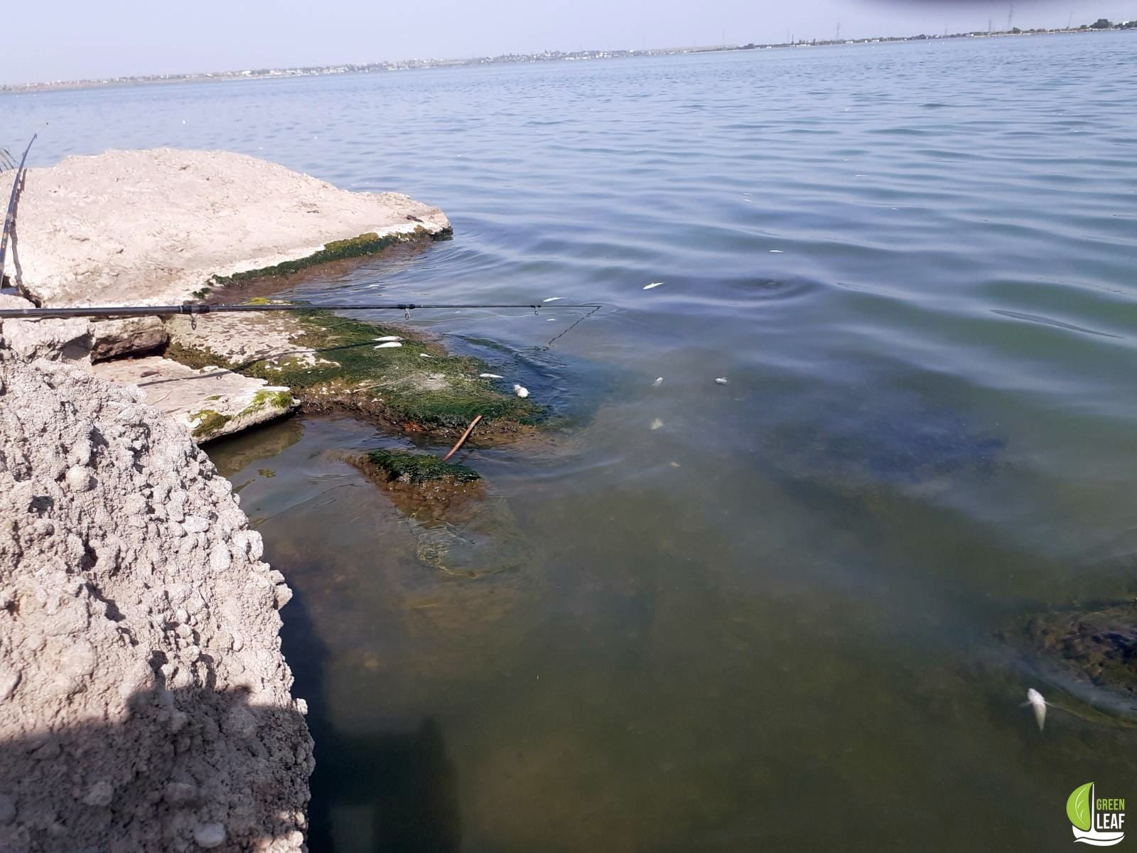 Мор рыбы на Хаджибейском лимане. Фото: Владислав Балинский