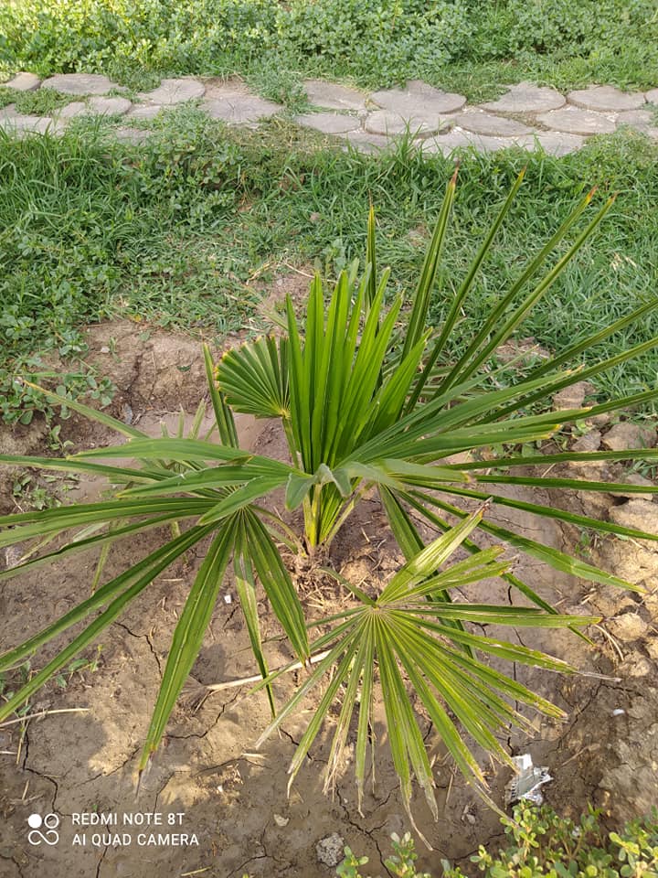 Фото: Халаддин Гулиев