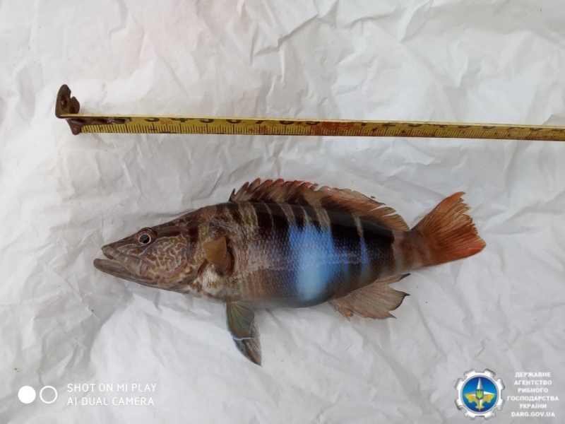 Фото: Государственное агентство рыбного хозяйства