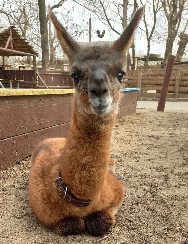 В Одесском зоопарке появился новый обитатель Фото: горсовет