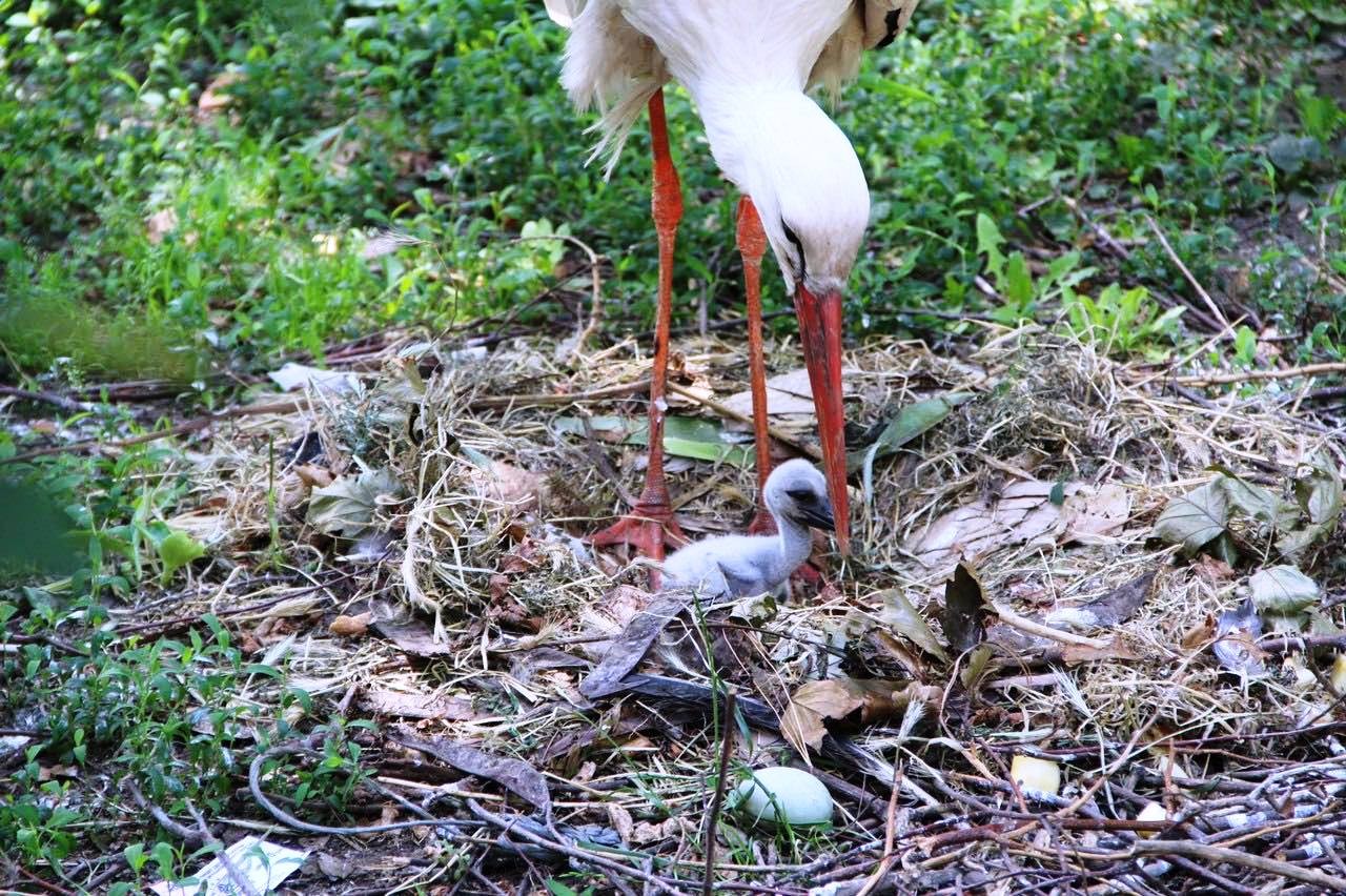 Пополнение у аистов Фото горсовета 