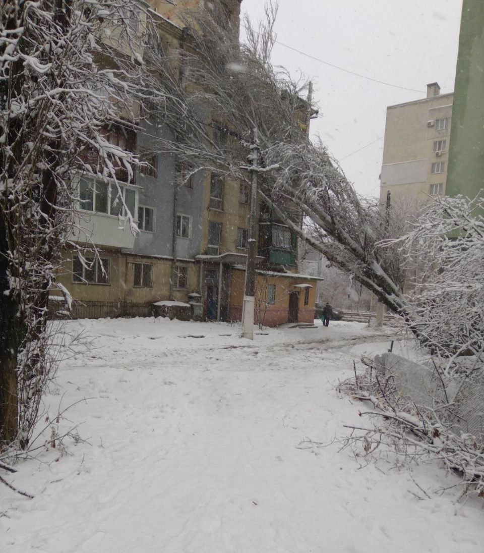 В Одессе два огромных дерева упали на жилые дома (фото, видео) - Одесса  Vgorode.ua