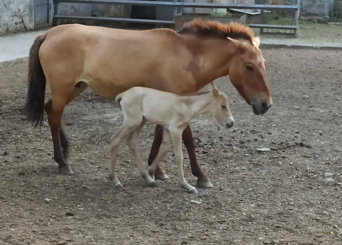 В одесском зоопарке родилась редкая лошадь. Фото: Игоря Белякова