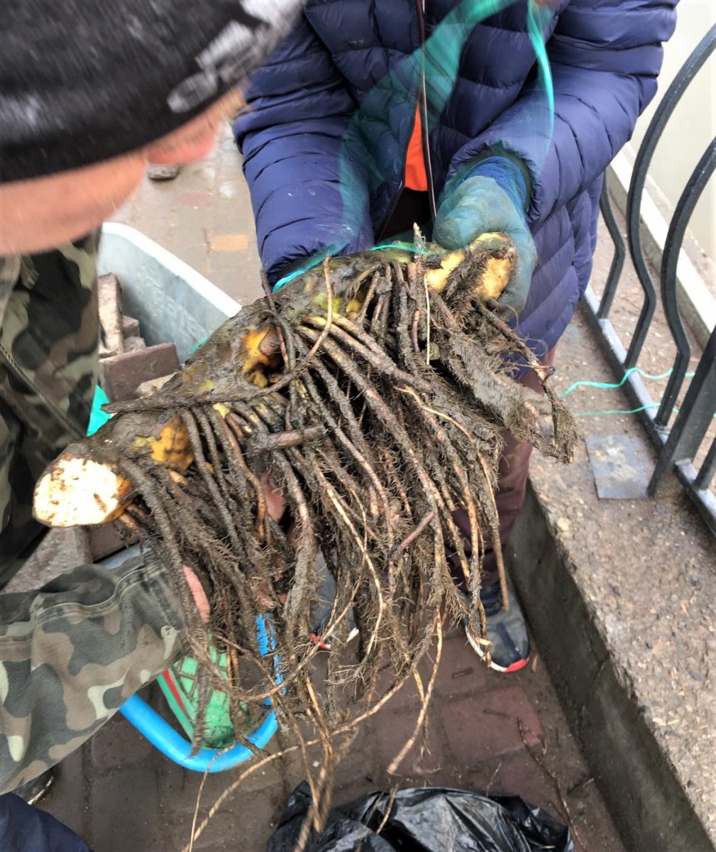 Украшение пруда в парке Победы. Фото горсовета