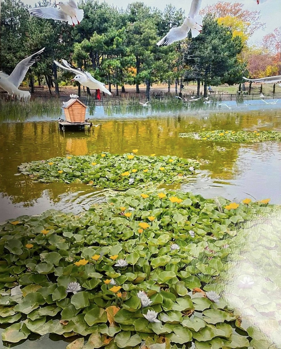 Золотой пруд в сокольниках фото