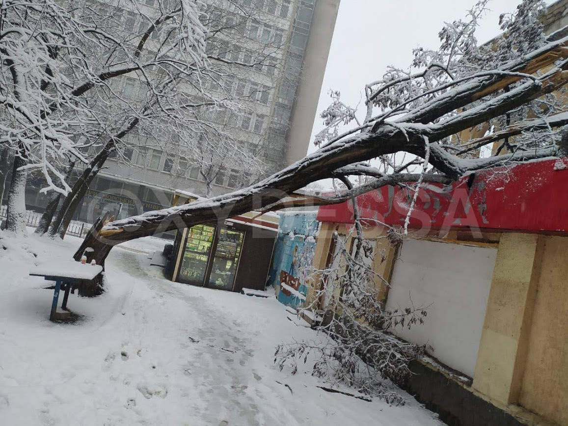 Древопад в Одессе. Фото: XO