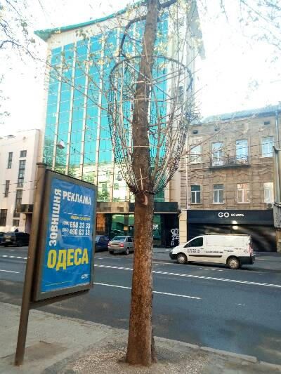 Деревья на Екатерининской. Фото горсовета