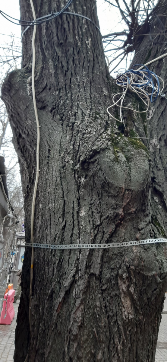 Деревья на Екатерининской. Фото горсовета