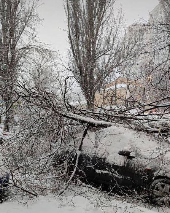 Древопад в Одессе. Фото: odessa_info