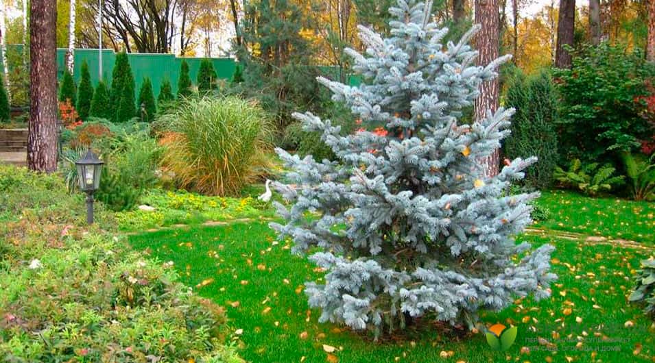 Фото: agro-market.net