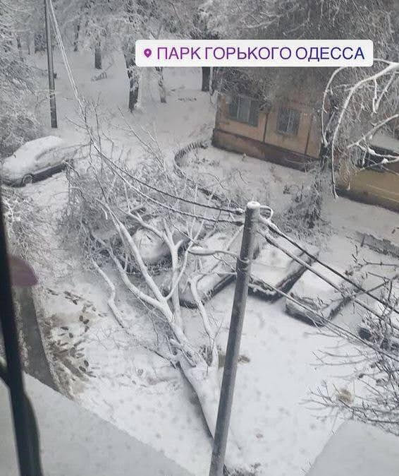 Древопад в Одессе. Фото: odessa_info