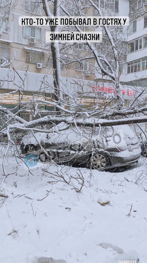 Древопад в Одессе. Фото:  odessa_info