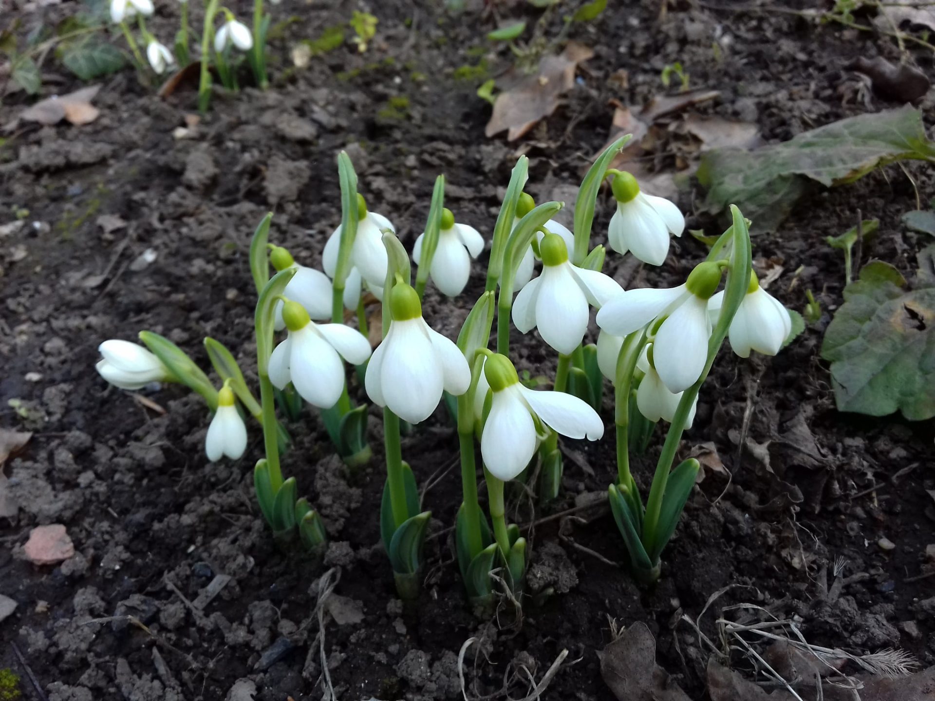 Март в ботаническом саду. Фото со страницы учреждения в Facebook