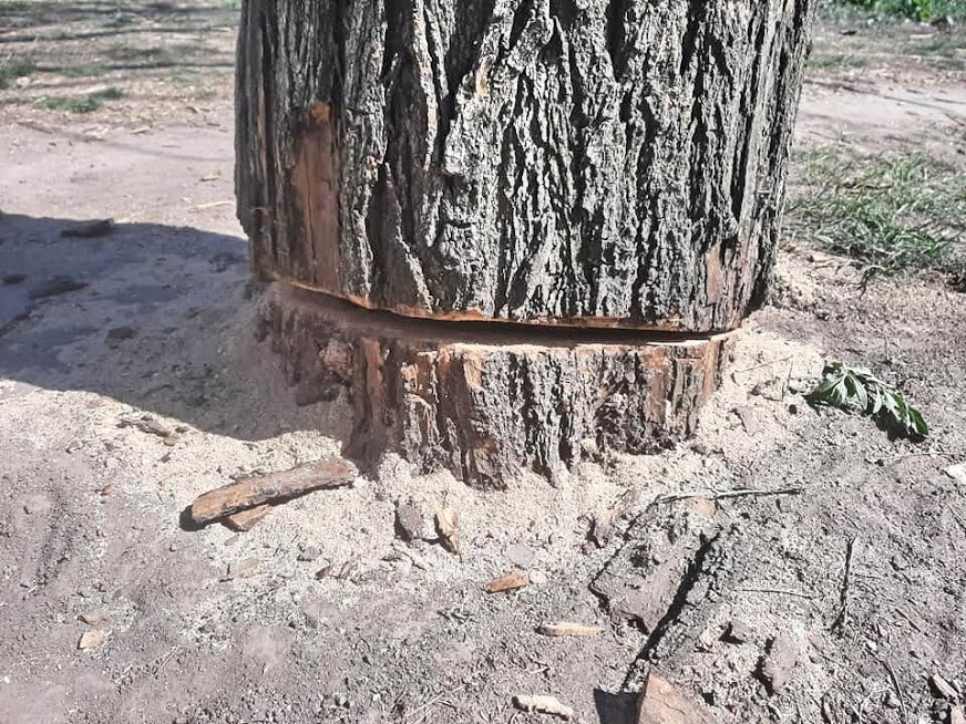 Деревья в парке "Юность" Фото: Юлия Крайчикова