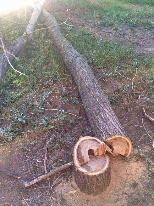 Деревья в парке "Юность" Фото: Юлия Крайчикова